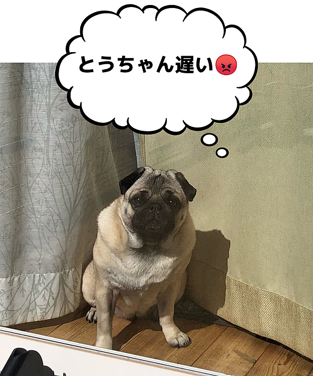 買い物に行っていた、とうちゃんを窓辺で待ってます🐶
早く散歩連れてって😡