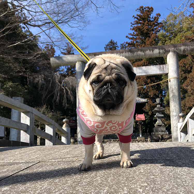 神社にお参り⛩
とうちゃんの膝良くなりますように🐶