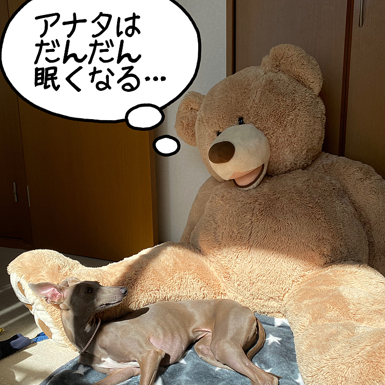 日差しが気持ち良い午後…☀️
マイロ、催眠術にかかる！😆