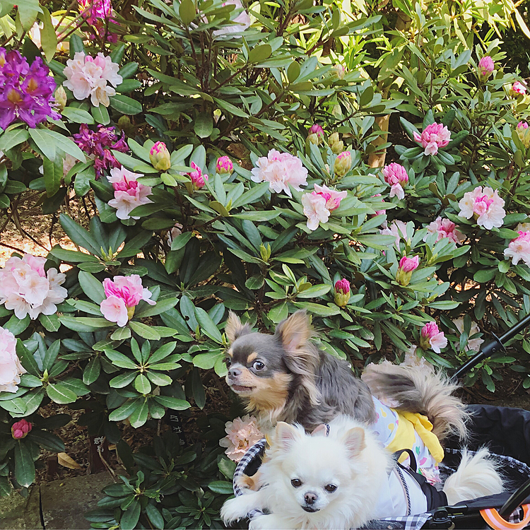 お花と愛犬でパチリ！