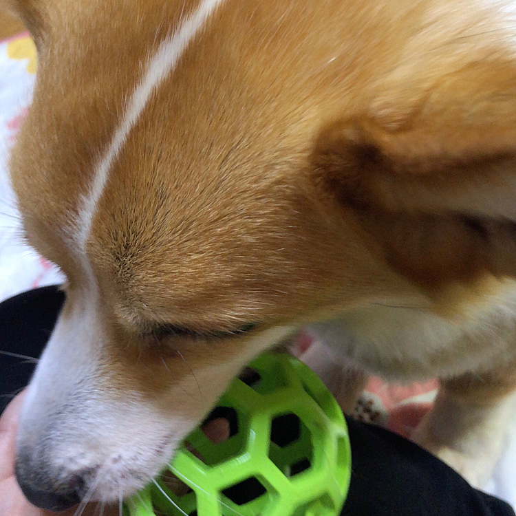 正解は😊
ボールでしたぁ🤣
え？簡単すぎた？笑笑
外ではボール持ってこないのに、家だと持ってくる🤣