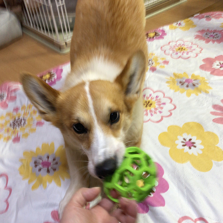 でも手を出すとこんな感じ🤣
渡してはくれずに、引っ張りっこしたいんです😊