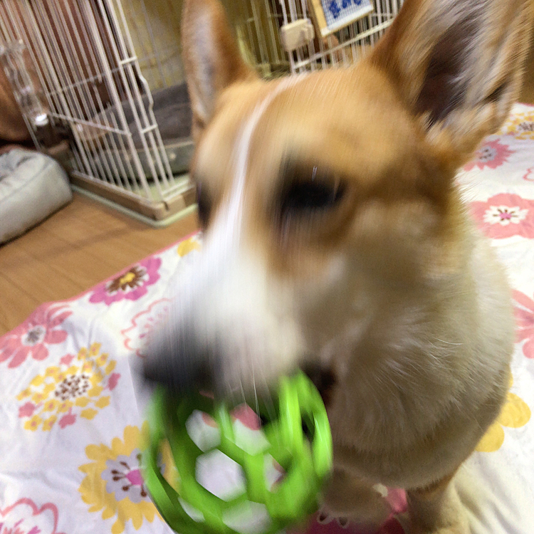 ブレブレだけど、本人必死に遊びのオネダリです🤣
さて、今日も元気に過ごしましょう😊