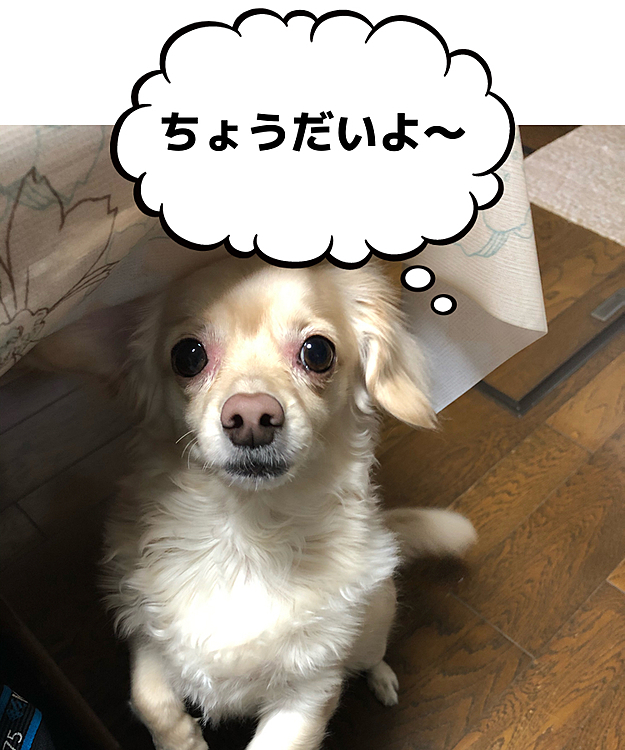 こんにちは😃
先週末のイヴ。

ご飯を食べてるとやってきます😊
イヴは、食べたからないよ〜💦