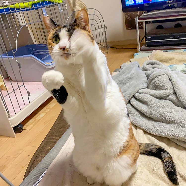 高速パンチ