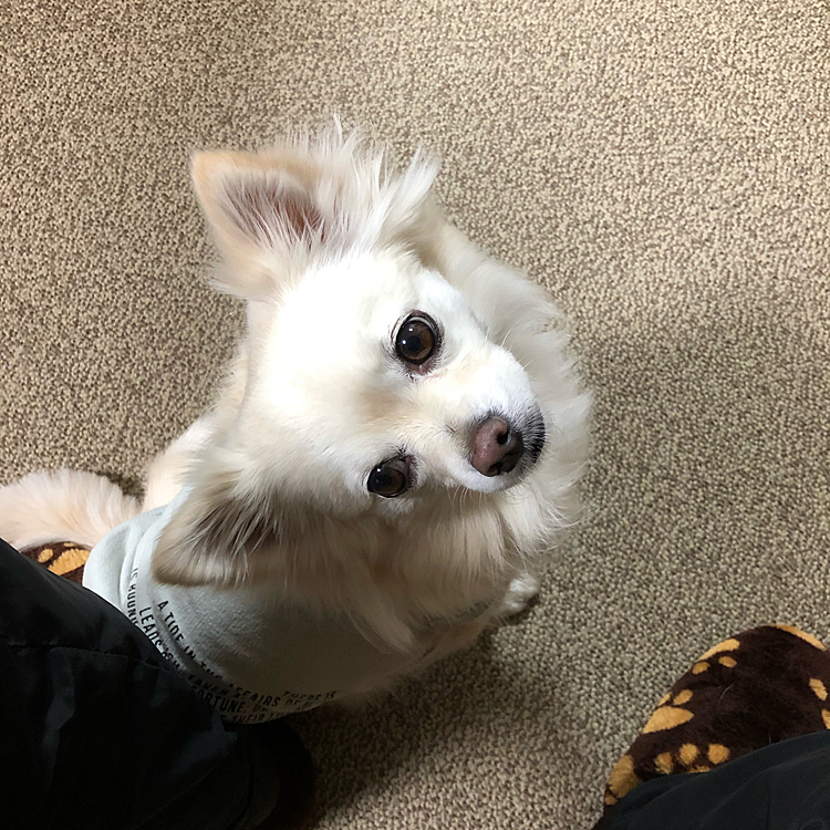 おはようございます😄
小雪は今朝も元気いっぱいお散歩してきました🎵🐶
帰ったらいきなりモーニング待つのね🤣