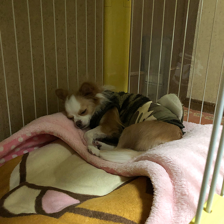 小春…ネムネムです💤🐶
ホンマに起こさな起きへん🤣
起きたら怪獣やから、あんまり起こさないでいよう😂