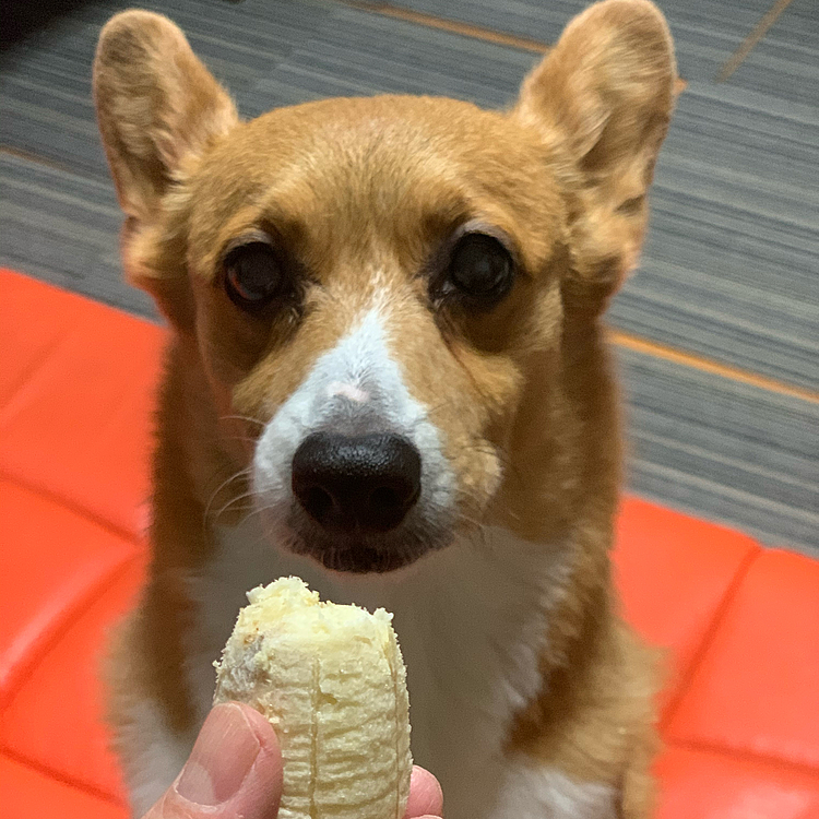 おはようございます😃
今朝のマーチはバナナが食べたくて食べたくてガン見です🍌😆
お留守番なので半分食べて、半分はお弁当に入れておくからね〜🤣