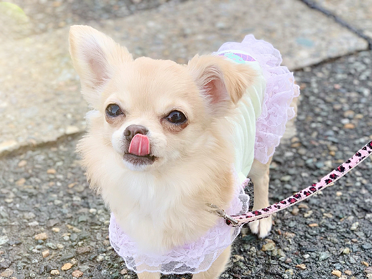 ペロリン(๑'ڡ'๑)୨♡