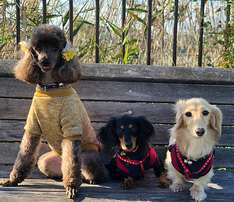 初めてお友達とお散歩した時のスリーショット🐶おやつで、やっとカメラ目線成功😁