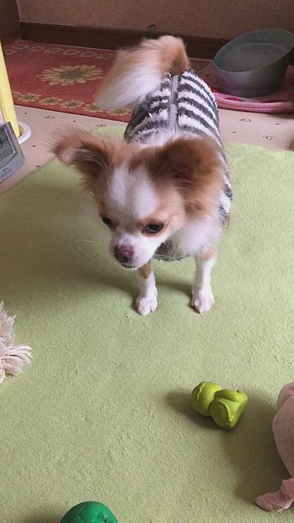 小春は朝から騒がしい🎵🐶
オモチャやボールで遊んで❣️ってワンワン言ってます💦
さっき入れたコーヒー☕️飲みたいんやけど…
もう冷めてるや〜ん😂
