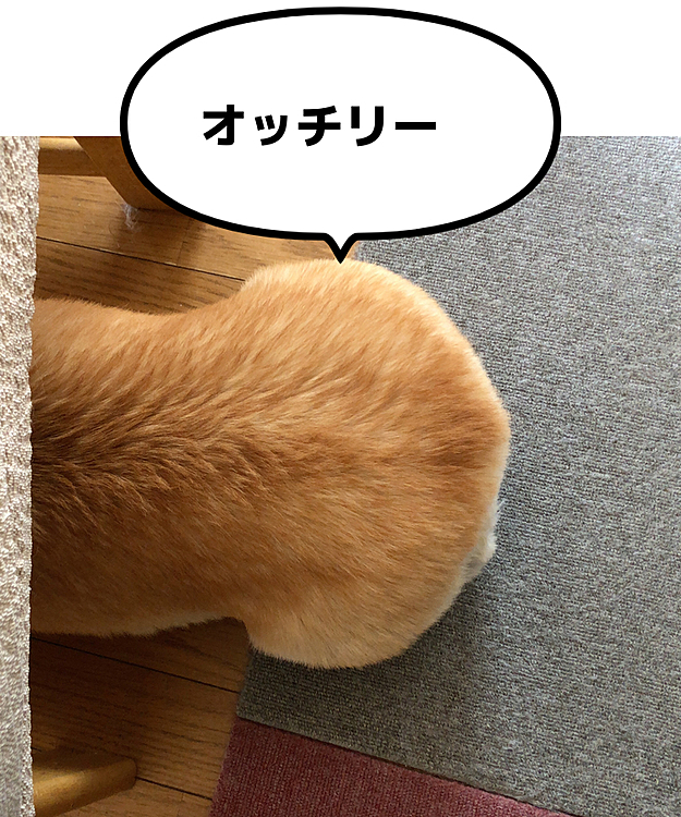 私がご飯食べてる間居ないなと思ってたら、椅子の下に寝てました🤣
あら、オッチリーはみ出てるよ🤣
相変わらずプリチーなオッチリー❤️🍑