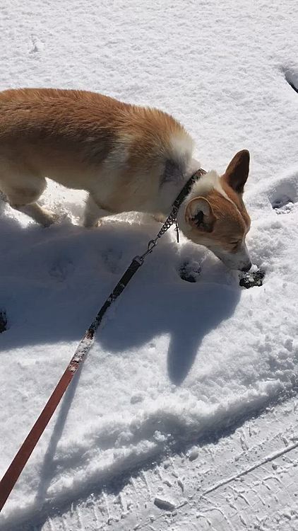 今朝起きてびっくり🌀
いつの間にか。。夜のうちに雪が降ってたみたい☃️また少し積もってた🌀
でも晴れてるので雪かきはいらないかな😊
ってか、やらない😊
これが今年最後かな😊
って事で、見納めのまあるの鼻除雪です🤣笑
