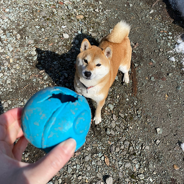 昔飼ってた愛犬が使ってたボール。
もうボロボロなんだけど、ももちゃんもお気に入りなのだ((̵̵́ ̆̂̑͟˚̩̮ ̆̂̑)̵̵̀)⸝o̗⁽ˡ⁾