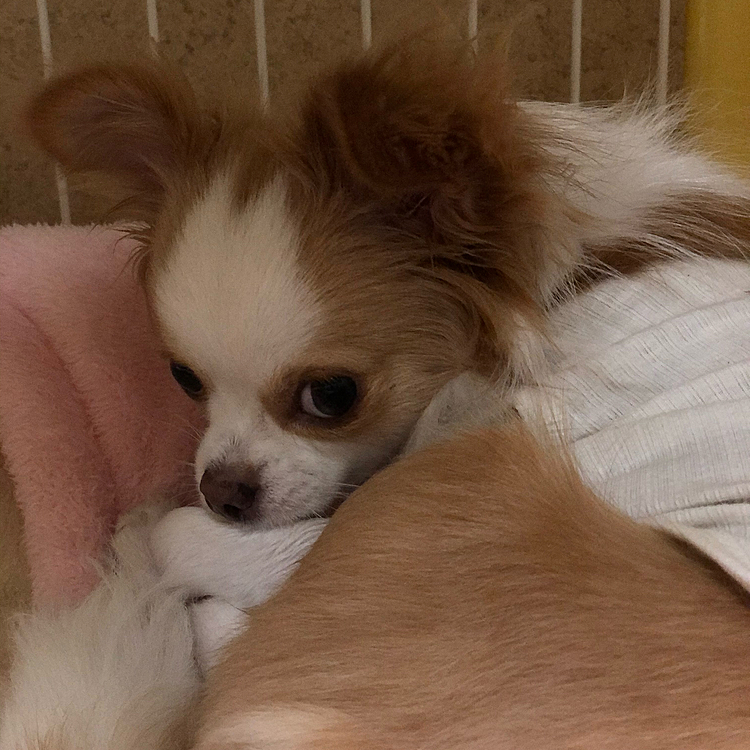小春はもちろん寝ぼけてます🐶
『もう起きなあかんの❓』って🤣