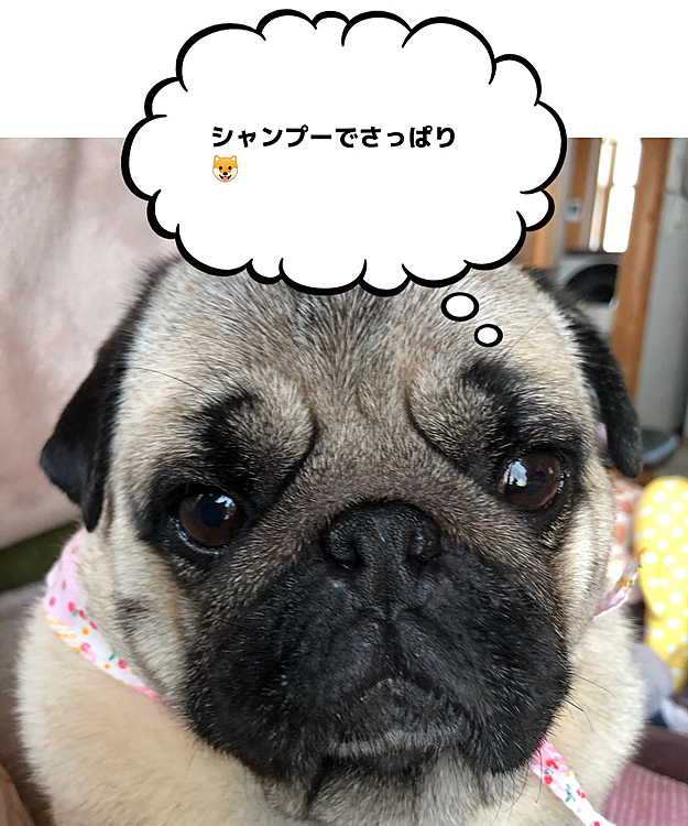 トリマーさんシャンプー行ってきました♪
フワフワでいい香り😊
ちょっと困り顔のししまるです🐶