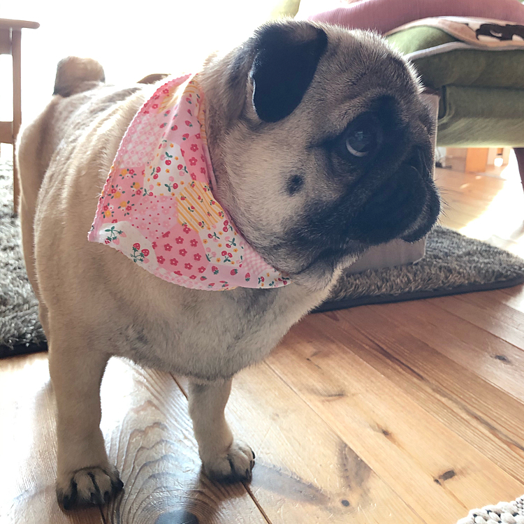 トリマーさんにかわいいバンダナつけもらいました🐶