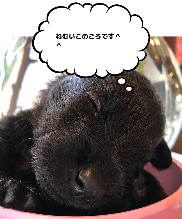 手に乗せてたら寝てしまいました。