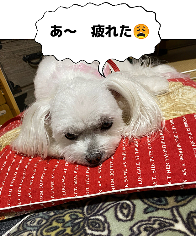 トリミング行って来ました♪