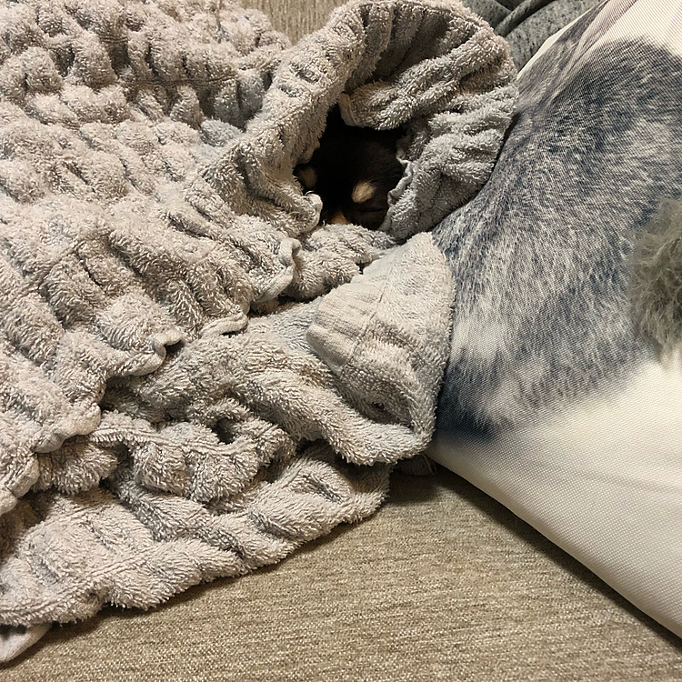 今日のかくれんぼ。爆睡だから、呼んでも動かない💦
