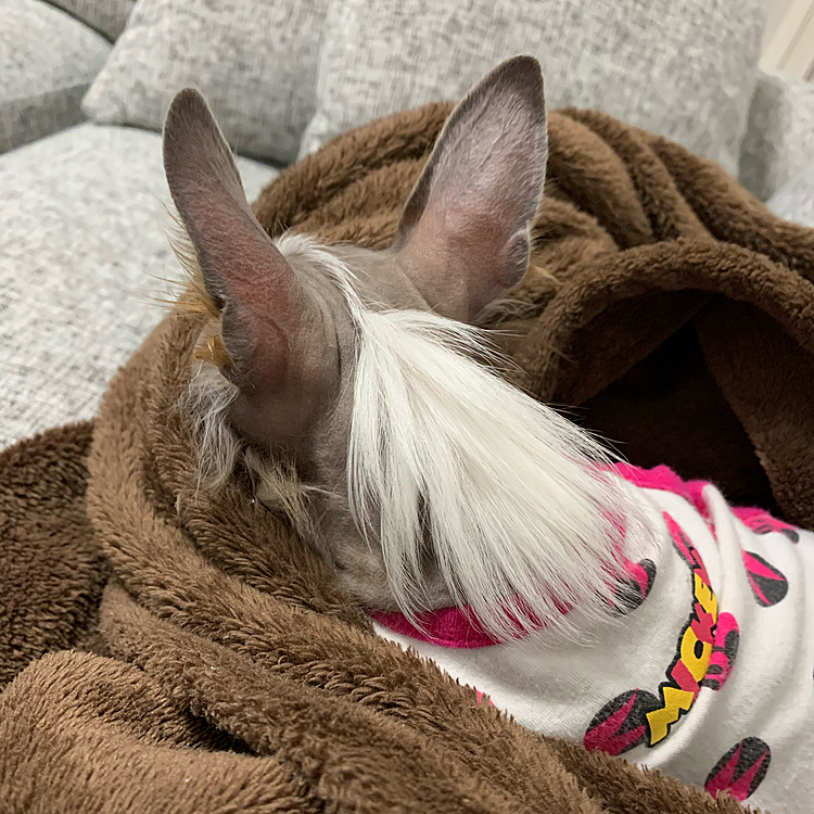 しえるはイザベラカラーの部分だけ毛が生えてきません😣でもこのヘアーはこれで可愛い♡前から見るとモヒカン？ぽい！笑