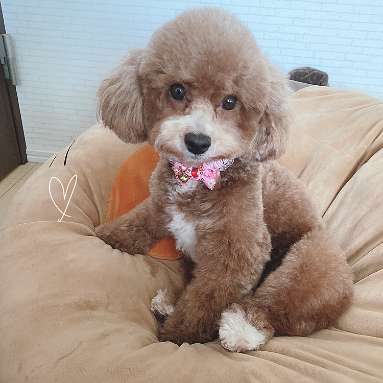 久しぶりのトリミング行ってきました😍✨
サッパリして可愛いくしていただきました😍💕
満足です😍笑