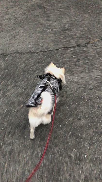 寒さに負けず、テケテケ…🐾👣
まだ寒くなったりするからアウターは必要やね👍😊