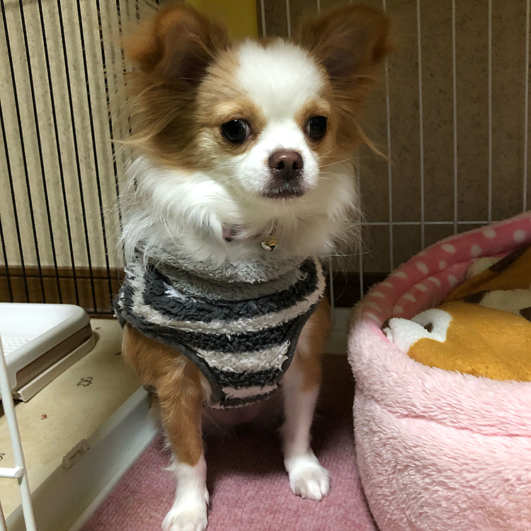 小春、起きたけど…
まだボォ〜ッとしてます🐶🎵
目パッチリ覚めるまで約15分かかります🤣