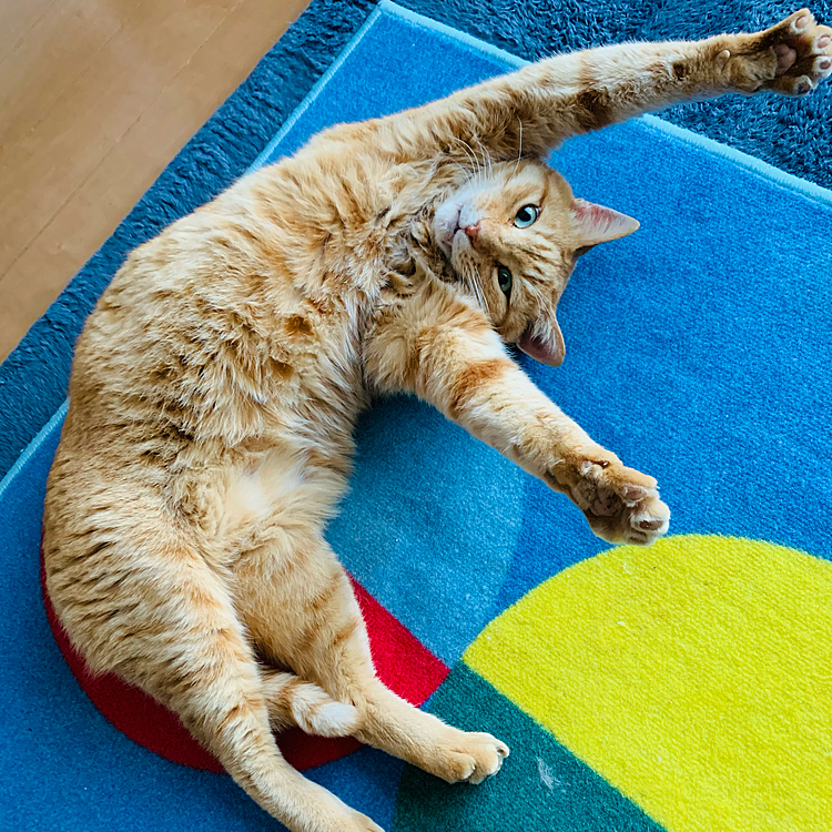 おはよー♪(=^ェ^=)