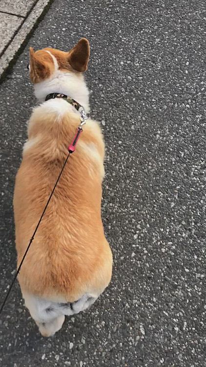 よーし😊走れー😊って走ったらお家の前でした🤣
そうと気がつくとピタッと止まってしまいました🤣🤣🤣☺️
おかーさんに騙された〜💦ってまあるの心の声が聞こえた様な。。笑笑