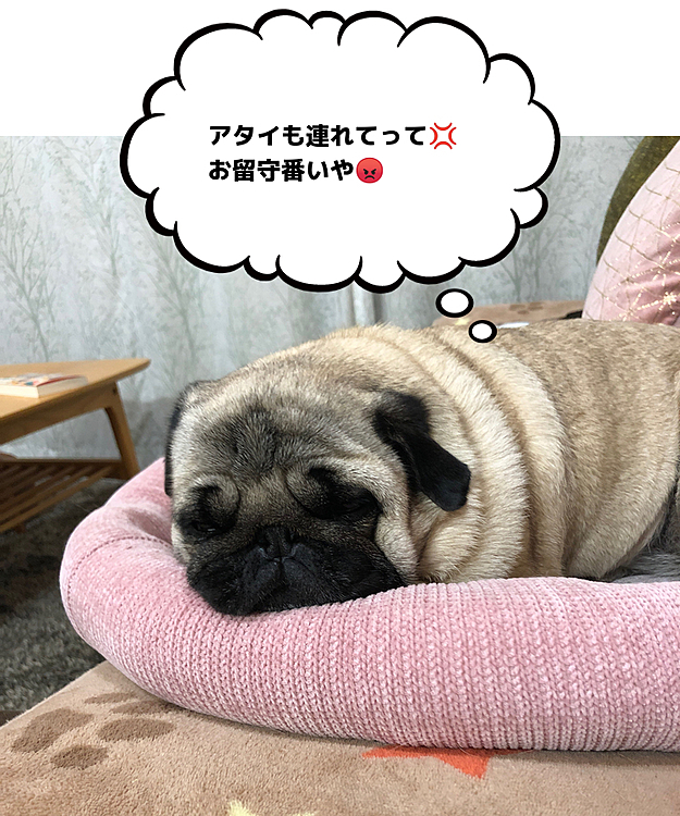 鼻ぺちゃ展行ってきました😊
お留守番のししまる、ふて寝です💤