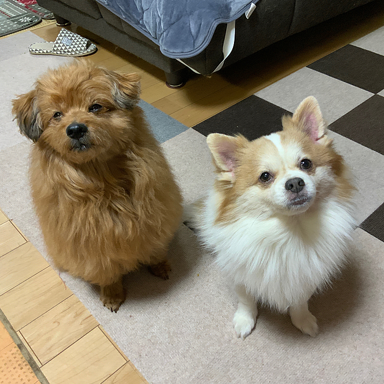 小腹すいておやつもらいにきた😁