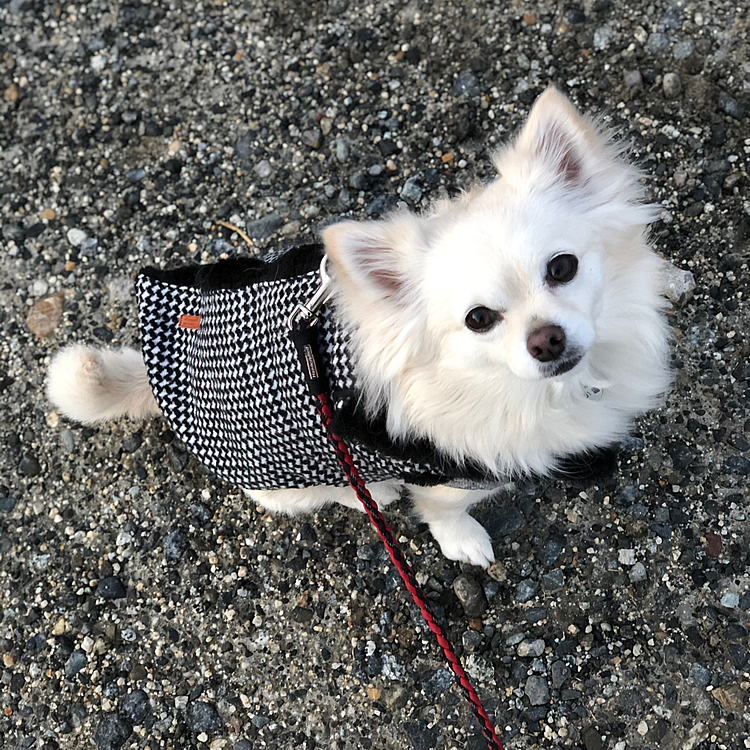 おはようございます😄
小雪は今朝も元気いっぱいお散歩してきました🎵🐶
