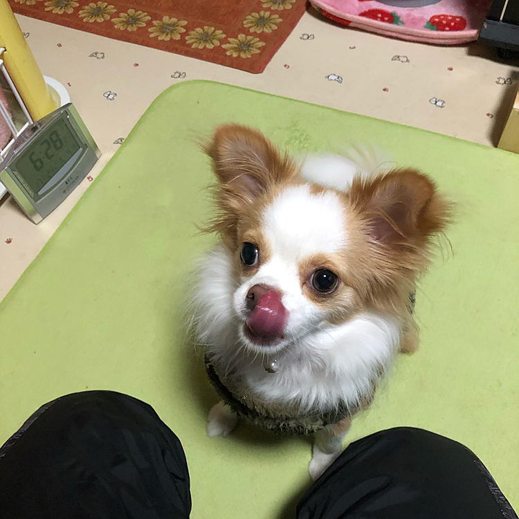 小春、なぜか早起きさん🎵🐶
お腹空いたようです💦