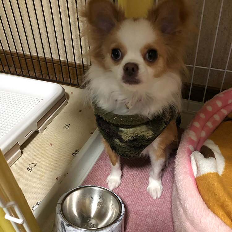朝ごはん、ペロリと完食しました✨
『食べたけど、次は❓』って顔です🤣