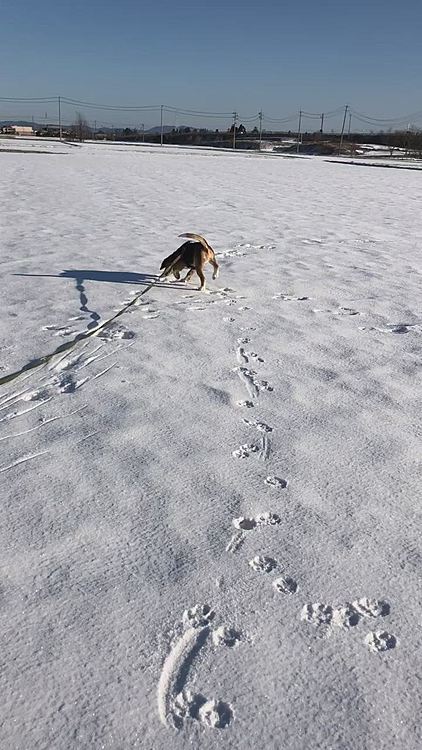 先週の土曜日はまだ雪の中走ってたのに、あっという間に溶けちゃった😄⛄️🔥