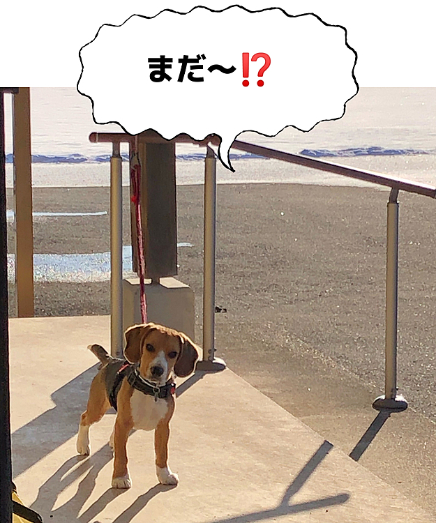 ロングリードを準備中、何してるの❓早く‼️
って思ってるね🐶🧢😄