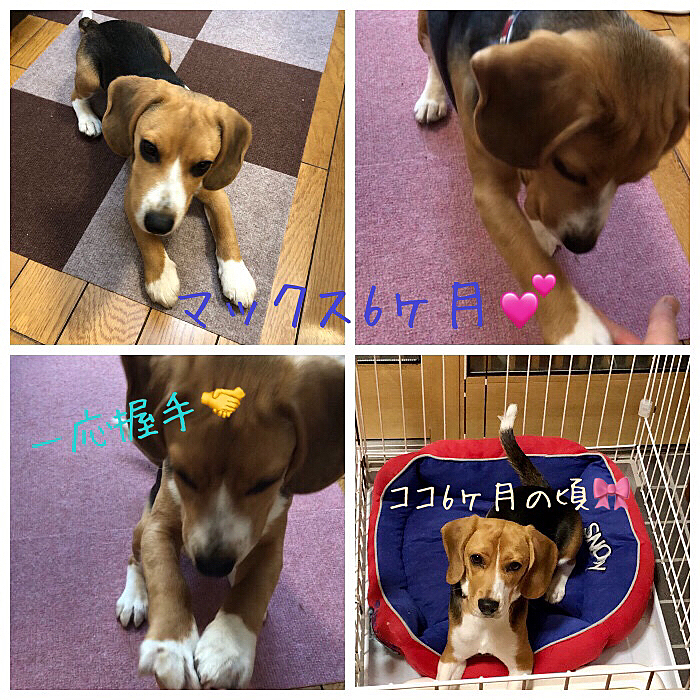 昨日マックスは6ヶ月になりました💕
早いね❣️
これからも元気なヤンチャマックスでいてね🥰
右下はココの6ヶ月の頃🐶🎀🌷
おてんばココでした😂