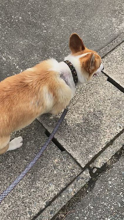 その後、うるさいおかーさんに会いました😊
まあるの近所にはあだ名で呼んでる方が沢山😊うるさいおかーさんとは。。ワンコに対して厳しいおかーさんです🌀
家の前に💩されるとポールを建てて張り紙します🌀
でもなぜか、まあるのことは可愛がってくれます。お利口さんというニックネームがまあるには付けられてます🤣笑笑
今日もナデナデされました❤️
今日はおうちの真前でも足早に帰宅😊
ホントにお利口かも?笑笑