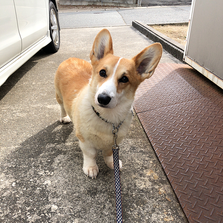 褒めるとこれだ🤣
車の横からフリーズ?
固まって一歩も動きません🌀
お家入ろうよ🌀
そんな目で見つめられてもねぇ🤣
