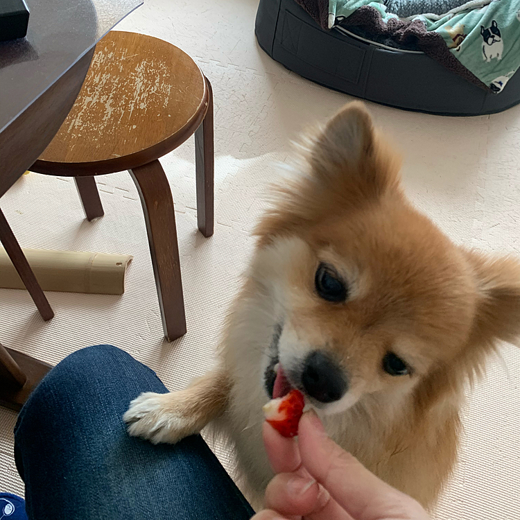 朝食後のイチゴ🍓をウマウマ😋
