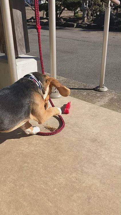 暖かいから玄関前で日向ぼっこしてたら、落ち葉を見つけてじゃれてたね😄🐶🧢💕
相変わらず落ち着きないマックス😅