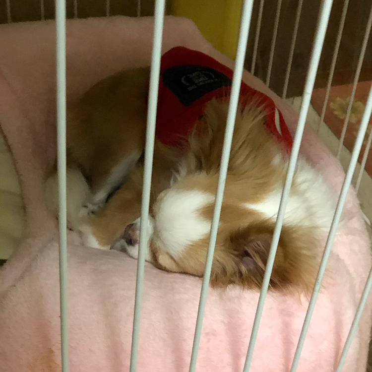 もちろん小春はもっとネムネム💤
この子が月曜日の朝からシャキッと起きるわけがない😂
期待を裏切らない女・小春です🐶🤣