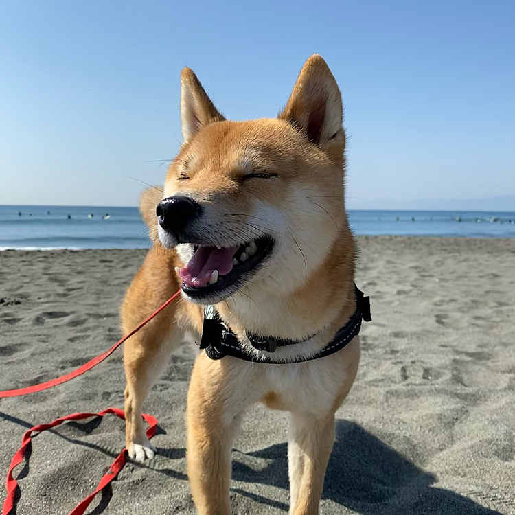 2021.03.10
久しぶりに海散歩😊🏖