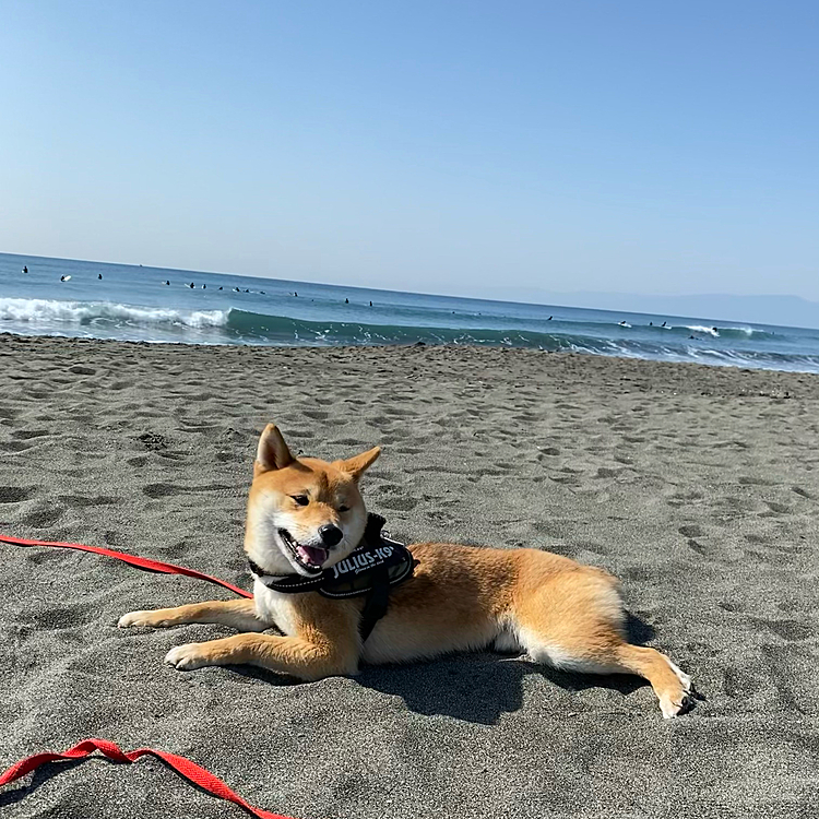 走ったあとはひと休み。
暖かい砂が気持ちいいのかな😊
