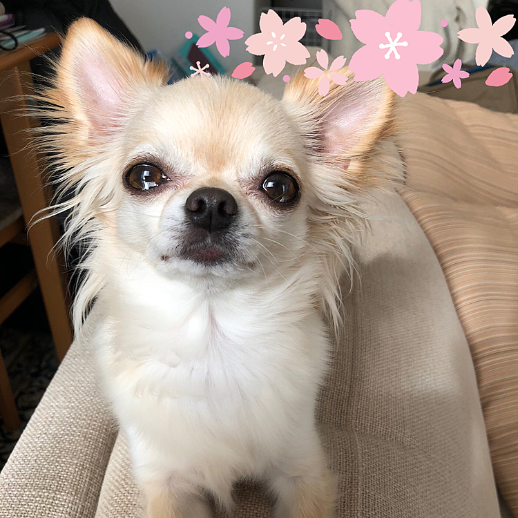 2021.3.10(水)
こんばんは⭐️
今日はくうのご飯にトッピングしてるk9を買いに行ってきました😊風が強かったけど外を少し歩いてその後、室内ドッグランでたくさん走ってきました😊誰もいなかったのでビビリなくうも平気でした😊帰ってきてウルウルしたお目目でオヤツのアピールです🤣🤣