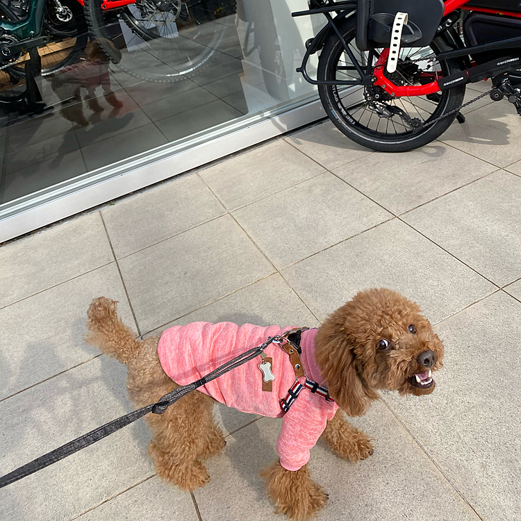 自転車屋さん🚲