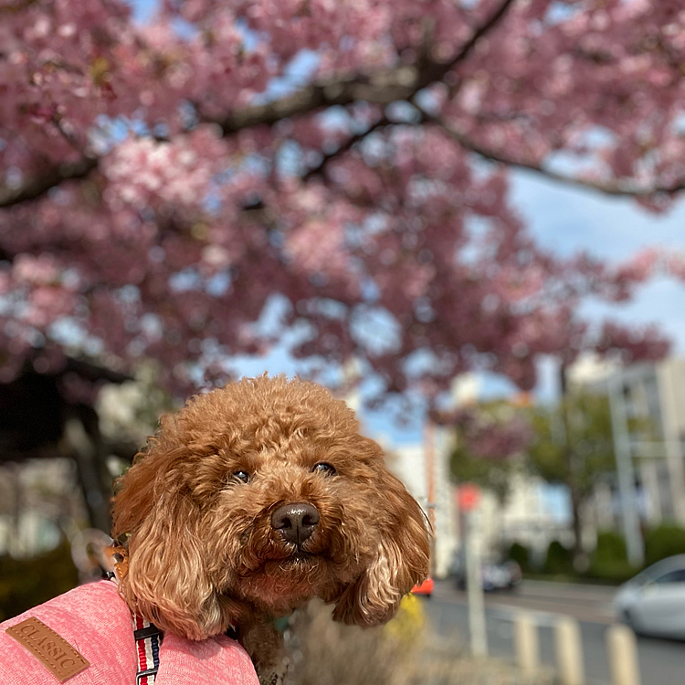 目的地はいつものショッピングモールからもう少し歩いた早咲きの桜です🌸
もうピンク祭り💧