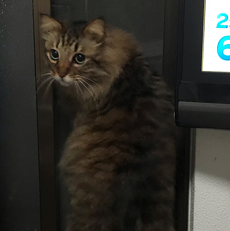 外見るの大好き💕たまに猫さんがとうります
