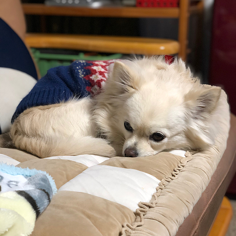おはようございます😄
小雪は今朝も元気いっぱいお散歩してきました🎵🐶
お散歩後はソファーでまったりモーニング待ちです✨